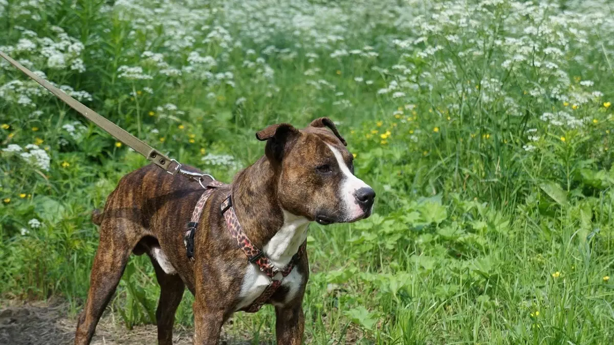 Tiger Staffordshire Terrier (21 Fotoen): Feature vun der Faarf vun der American Rass, den Inhalt vun Hënn. Gréissten Welpen 23088_4