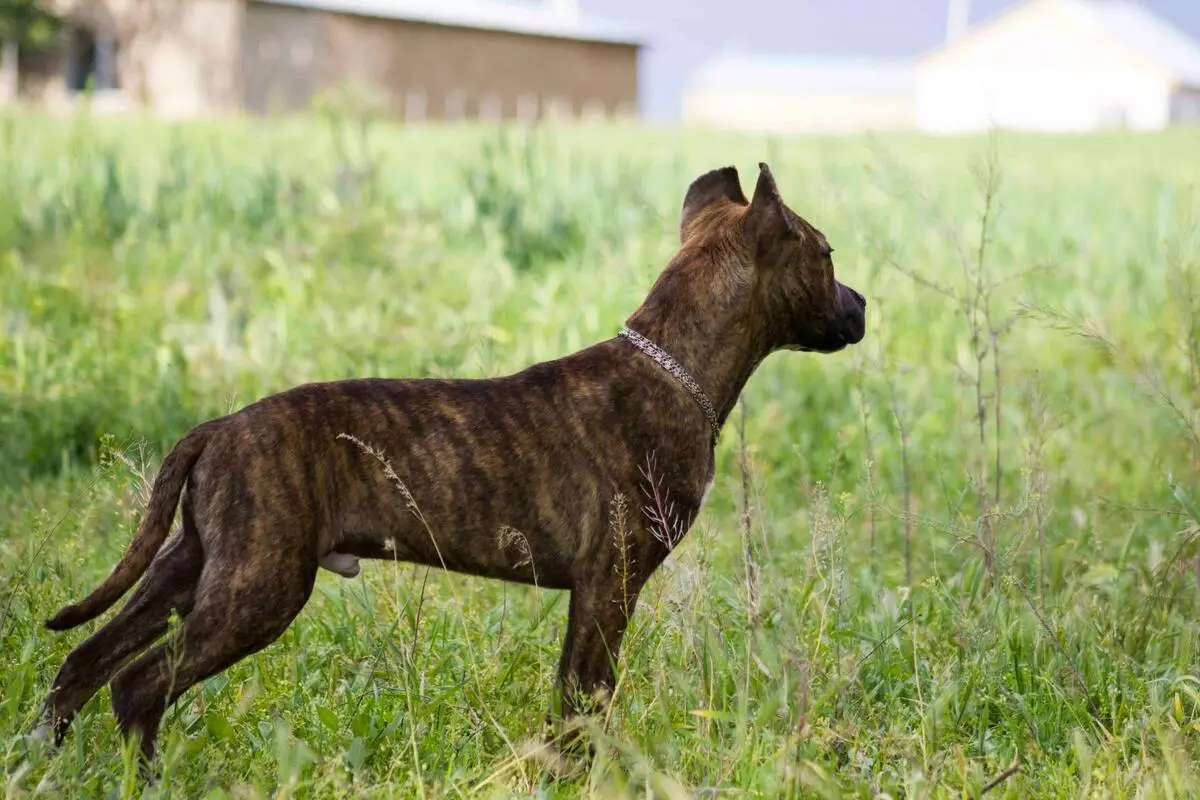 Tiger Staffordshire Terrier (21 Fotoen): Feature vun der Faarf vun der American Rass, den Inhalt vun Hënn. Gréissten Welpen 23088_5