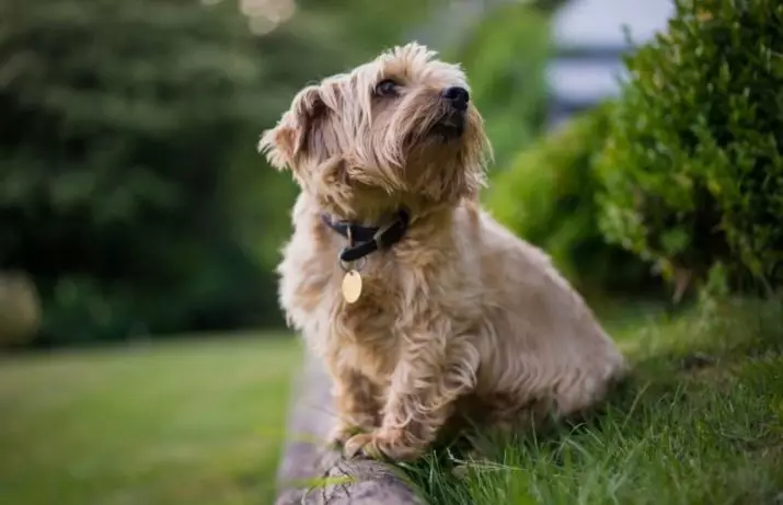 Norfolk Terrier (31 şəkil): Norfolk cins şərhi bala xarakter. Dog content 23089_11