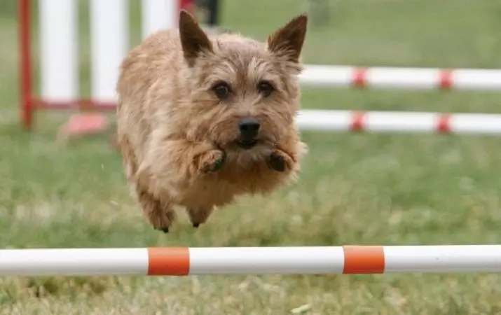 Norfolk Terrier (31 Fotoen): Beschreiwung vun der Norfolk Rasse, de Charakter vu Welpen. Hondsëtz 23089_29