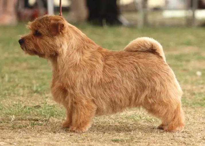 Norfolk Terrier (31 Foto): Deskripsi Breed Norfolk, karakter anak anjing. Konten anjing 23089_4