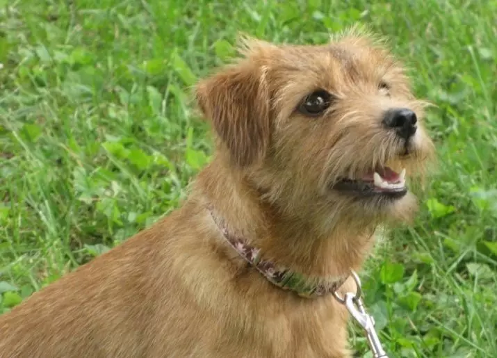 Norfolk Terrier (31 Foto): Deskripsi Breed Norfolk, karakter anak anjing. Konten anjing 23089_7