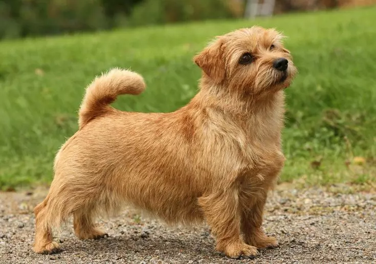 Norfolk Terrier (31 Fotók): A Norfolk fajtájának leírása, a kölykök karaktere. Kutya tartalom 23089_8