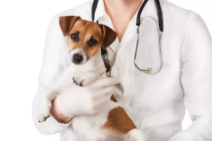 ¿Cuántos Jack Russell Terriers vive? La esperanza de vida promedio de los perros. ¿Cómo extender su término? 23093_10
