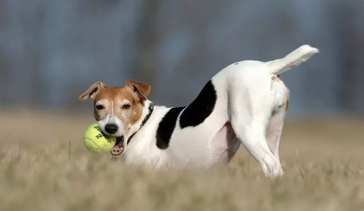 რამდენი ჯეკ რასელ ტერიერი ცხოვრობს? ძაღლების საშუალო სიცოცხლის ხანგრძლივობა. როგორ გავაგრძელოთ მისი ვადა? 23093_3