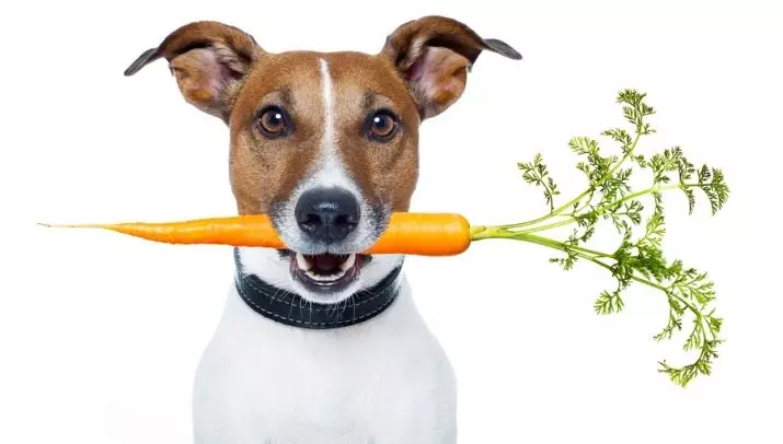 ¿Cuántos Jack Russell Terriers vive? La esperanza de vida promedio de los perros. ¿Cómo extender su término? 23093_6