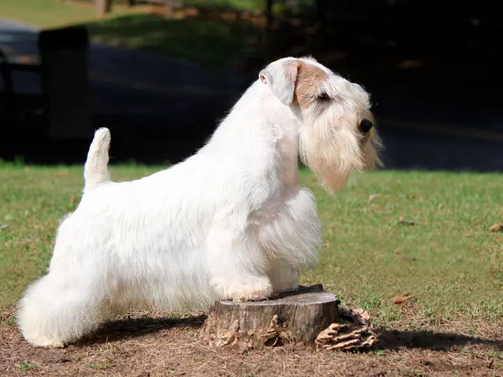 Sealyham Terrier (32 şəkil): cins təsviri, müsbət və itlər eksiklikleri. Puhnkovun məzmunu 23094_13