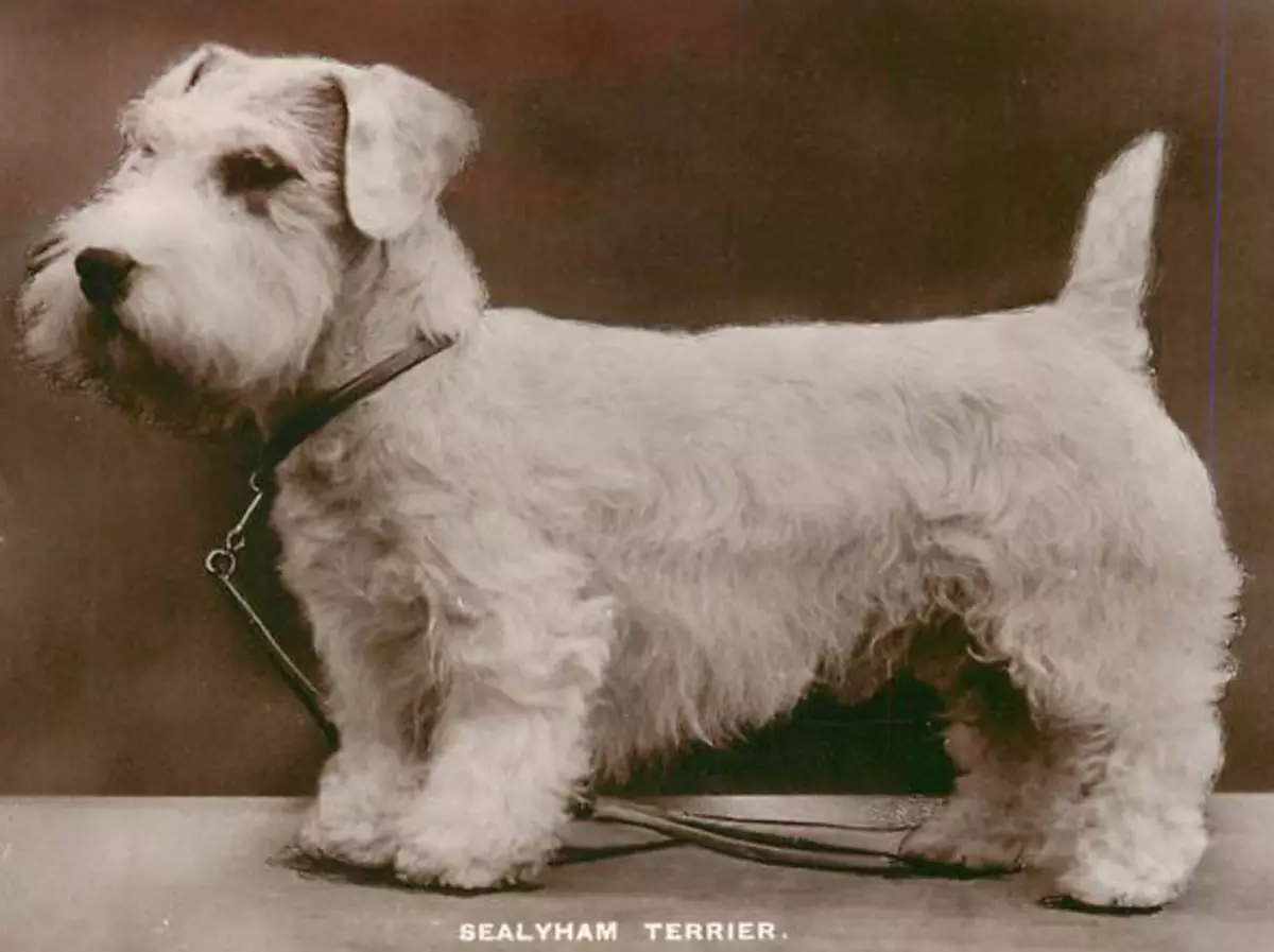 Sealyham Terrier (32 şəkil): cins təsviri, müsbət və itlər eksiklikleri. Puhnkovun məzmunu 23094_6