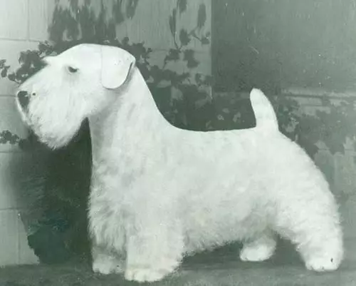 Sealyham Terrier (32 şəkil): cins təsviri, müsbət və itlər eksiklikleri. Puhnkovun məzmunu 23094_7