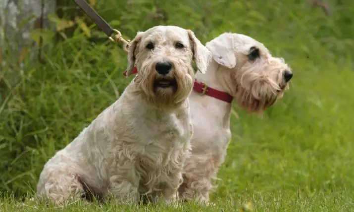 Silichem Terrier (32 fotos): Descripció de la raça, pros i contres dels gossos. Continguts de Puhnkov 23094_8