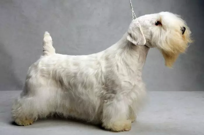 Sealyham Terrier (32 şəkil): cins təsviri, müsbət və itlər eksiklikleri. Puhnkovun məzmunu 23094_9