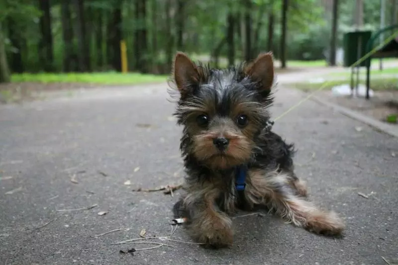 Yorkshire Terrier Mini (32 gambar): Berapa tahun Do York Dwarf Puppies Live? Kandungan Super Mini atau Micro Dog, Penjagaan dan Makan Haiwan Dewasa, Penerangan Baka 23096_11