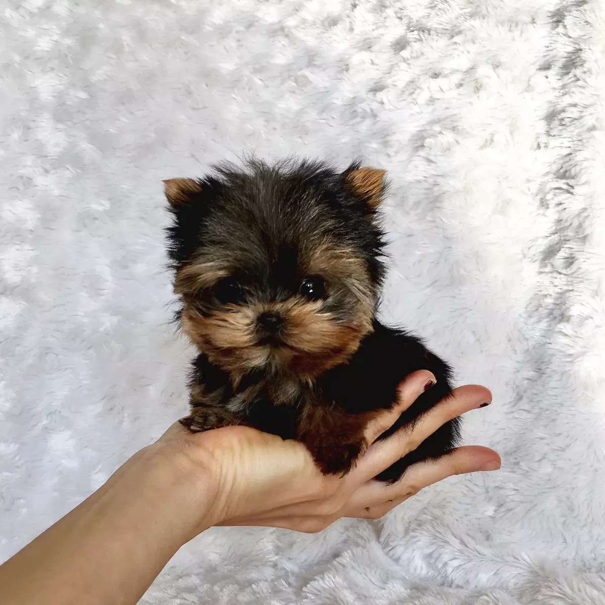 Yorkshire terrier mini (32 photos): combien d'années vivent les chiots nains de York? Contenu de Super Mini ou de micro-chiens, soins et alimentation d'un animal adulte, une description de race 23096_13