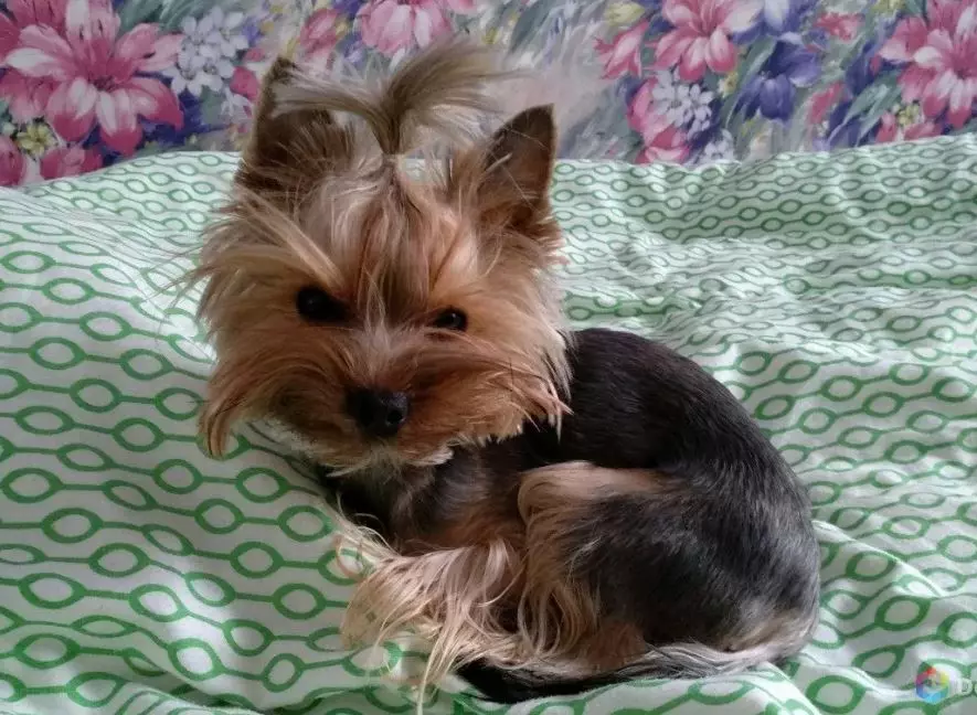 Yorkshire Terrier Mini (32 fotos): Quantos anos os filhotes de York Dwarf Live? Conteúdo de super mini ou micro cães, cuidado e alimentação de um animal adulto, descrição da raça 23096_18