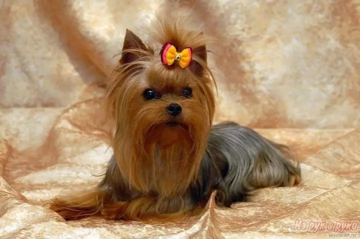 Yorkshire Terrier Mini (32 gambar): Berapa tahun Do York Dwarf Puppies Live? Kandungan Super Mini atau Micro Dog, Penjagaan dan Makan Haiwan Dewasa, Penerangan Baka 23096_2