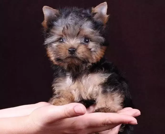 Yorkshire Terrier Mini (32 gambar): Berapa tahun Do York Dwarf Puppies Live? Kandungan Super Mini atau Micro Dog, Penjagaan dan Makan Haiwan Dewasa, Penerangan Baka 23096_21