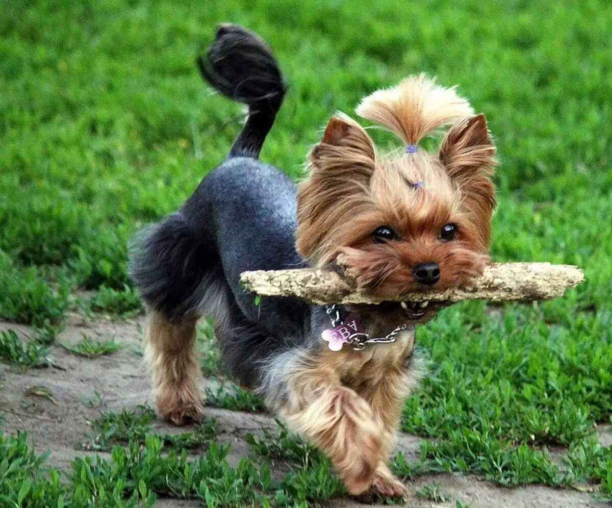 Yorkshire Terrier Mini (32 fotos): Quantos anos os filhotes de York Dwarf Live? Conteúdo de super mini ou micro cães, cuidado e alimentação de um animal adulto, descrição da raça 23096_25