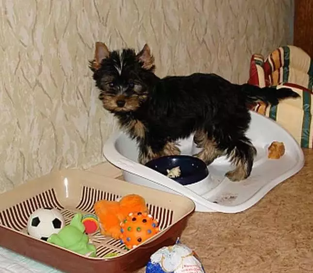 Yorkshire Terrier Mini (32 gambar): Berapa tahun Do York Dwarf Puppies Live? Kandungan Super Mini atau Micro Dog, Penjagaan dan Makan Haiwan Dewasa, Penerangan Baka 23096_26
