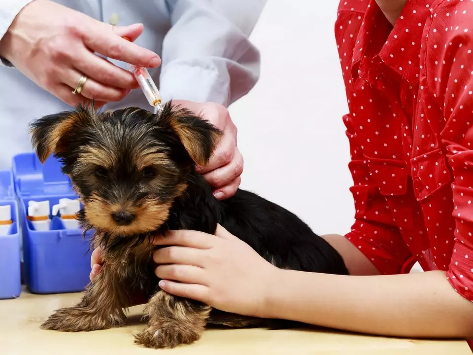 Yorkshire Terrier Mini (32 fotos): Quantos anos os filhotes de York Dwarf Live? Conteúdo de super mini ou micro cães, cuidado e alimentação de um animal adulto, descrição da raça 23096_27