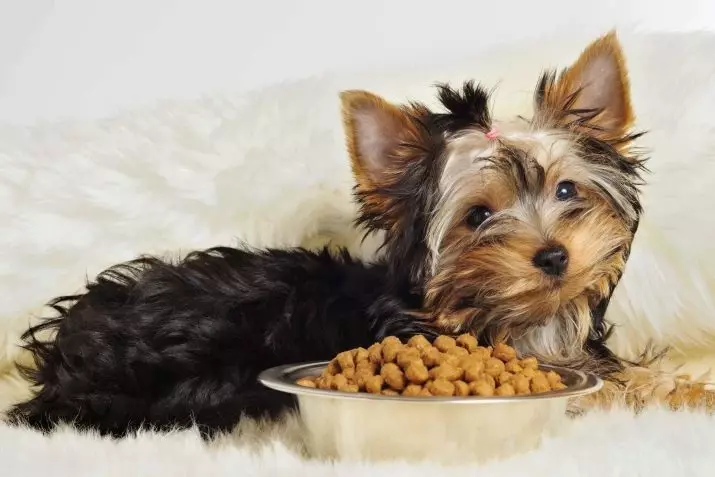 Yorkshire Terrier Mini (32 ảnh): Những chú chó lùn Dwarf có bao nhiêu năm sống? Nội dung của chó siêu nhỏ hoặc vi mô, chăm sóc và cho ăn động vật trưởng thành, mô tả giống 23096_28