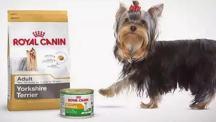 Yorkshire terrier mini (32 photos): combien d'années vivent les chiots nains de York? Contenu de Super Mini ou de micro-chiens, soins et alimentation d'un animal adulte, une description de race 23096_30