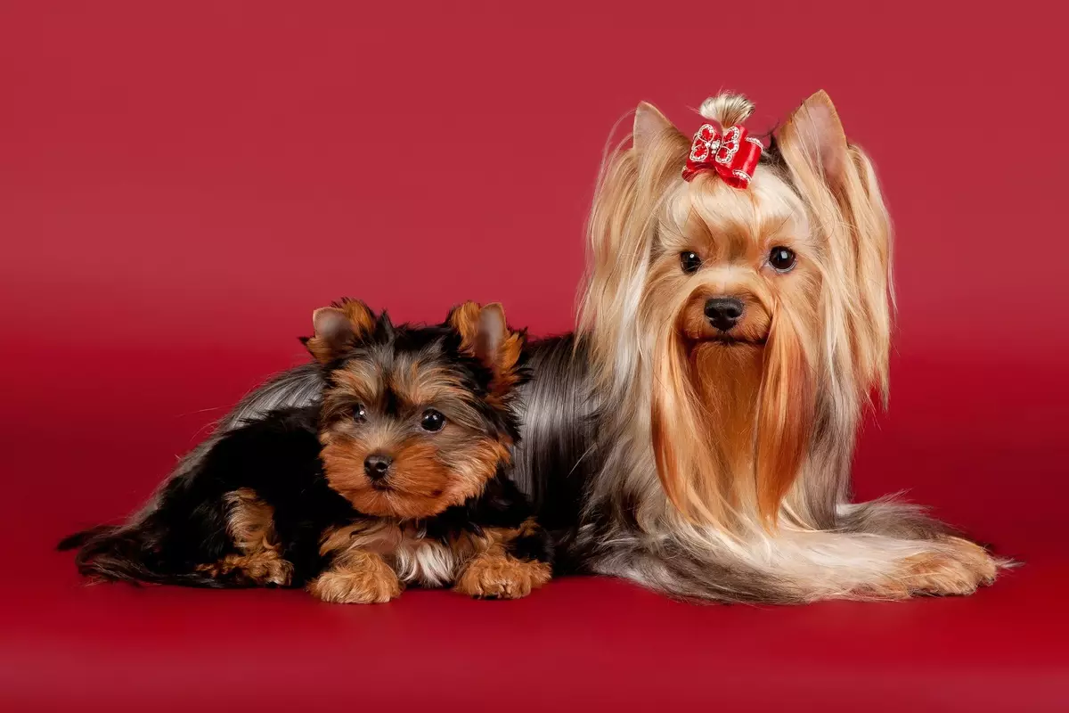 Yorkshire terrier mini (32 photos): combien d'années vivent les chiots nains de York? Contenu de Super Mini ou de micro-chiens, soins et alimentation d'un animal adulte, une description de race 23096_8