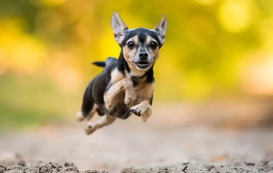 Russisk glatthåret Toy Terrier (35 bilder): Beskrivelse av Shorthair-rasen, innholdet av små hunder med kjøpte haler 23098_15