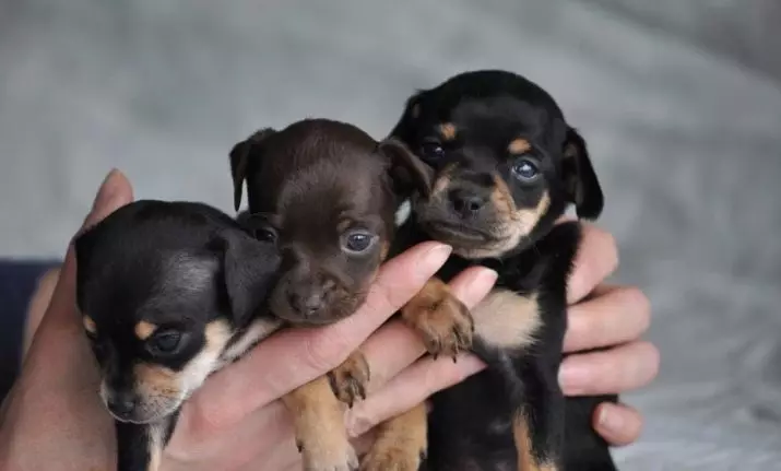 Russisk glatthåret Toy Terrier (35 bilder): Beskrivelse av Shorthair-rasen, innholdet av små hunder med kjøpte haler 23098_19