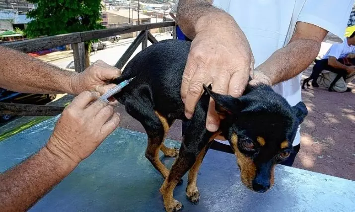 Russisk glatthåret Toy Terrier (35 bilder): Beskrivelse av Shorthair-rasen, innholdet av små hunder med kjøpte haler 23098_31