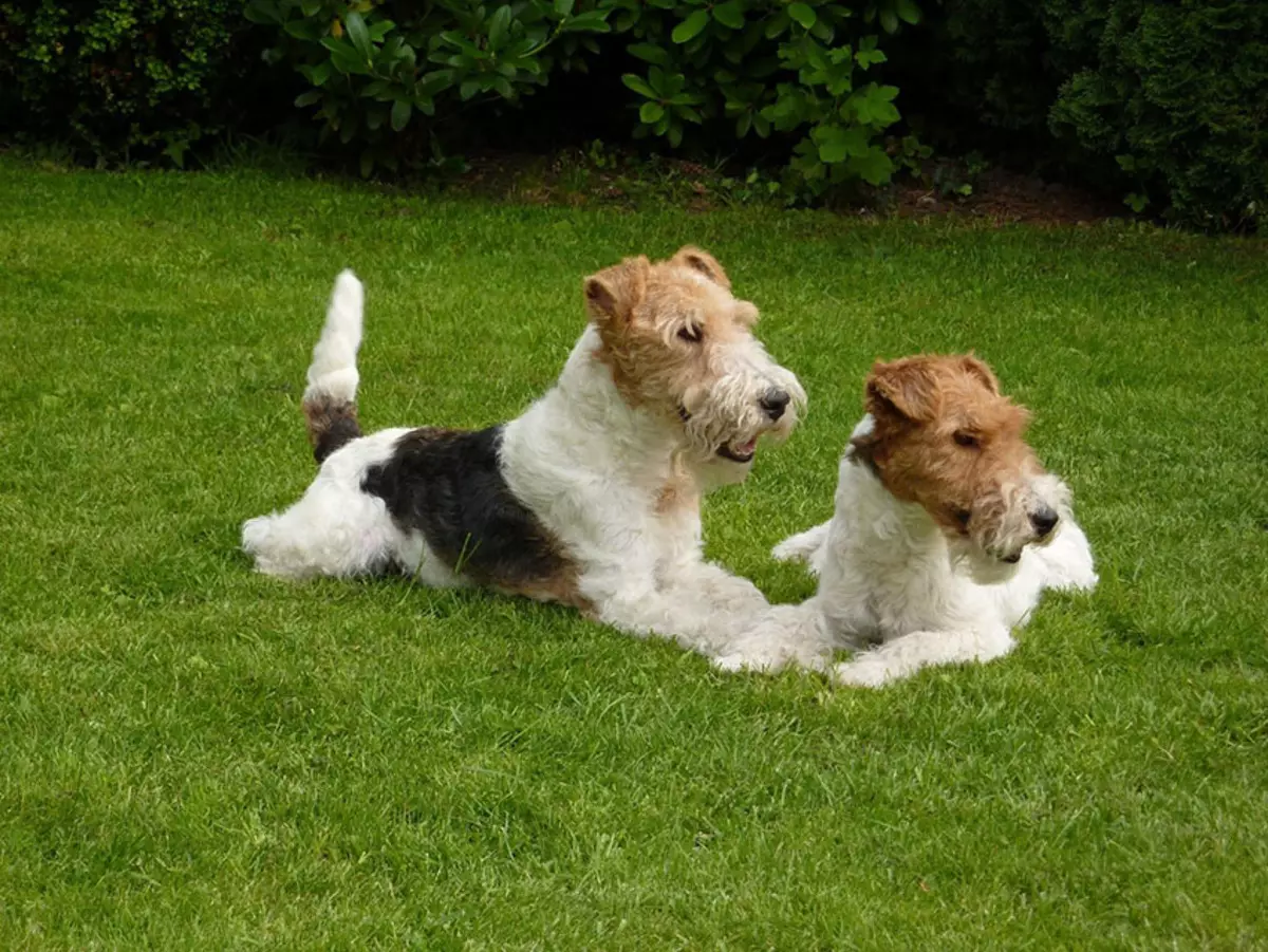 Radian Fox Terrier (33 fotiek): Popis plemena dlhotrvaných psov, charakter šteniatok. Koľko žijú? Výcvik 23099_10