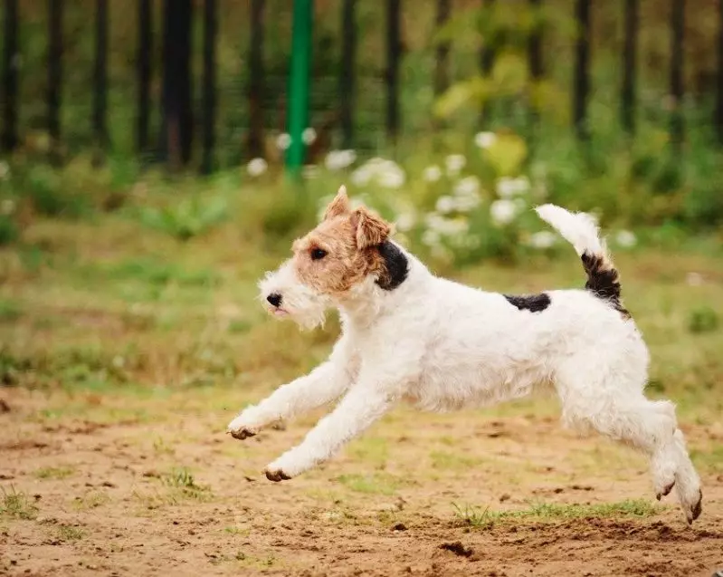 Radian Fox Terrier (33 fotiek): Popis plemena dlhotrvaných psov, charakter šteniatok. Koľko žijú? Výcvik 23099_11
