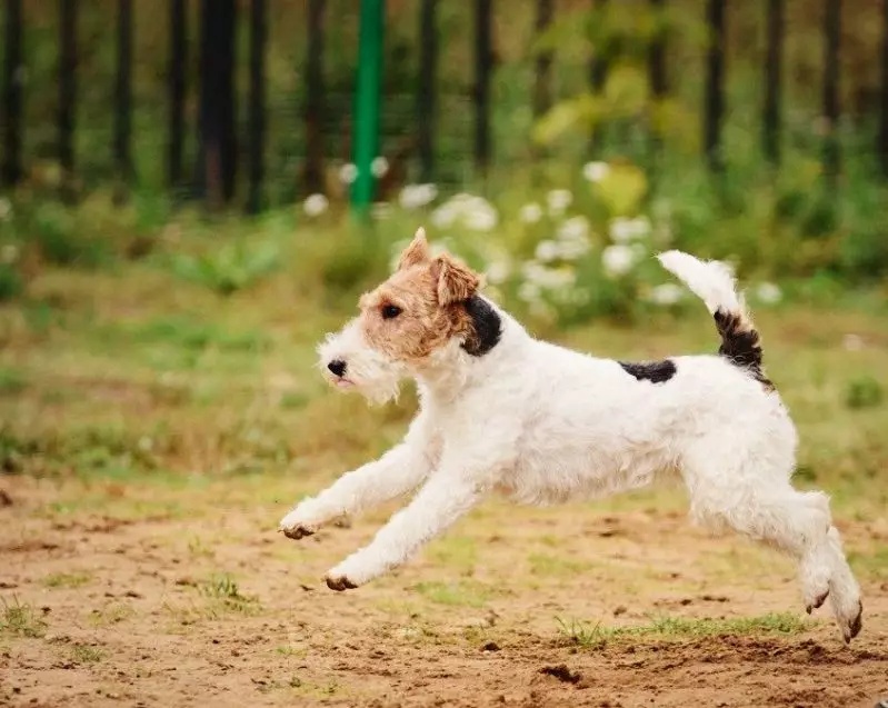 Radian Fox Terrier (33 Mga Litrato): Paglaraw sa lahi sa mga iro nga adunay taas nga buhok, ang kinaiya sa mga itoy. Pila ang ilang gipuy-an? Pagbansay 23099_11