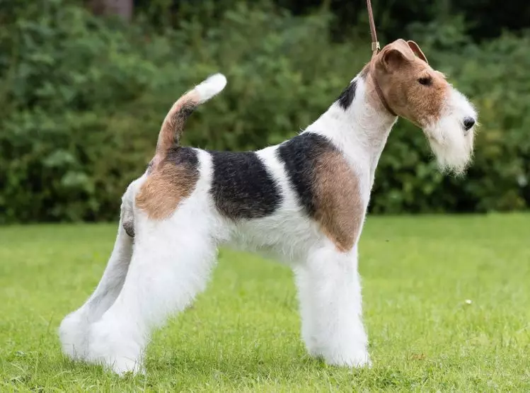 Radian Fox Terrier (33 fotók): A hosszú hajú kutyák fajtájának leírása, a kölykök karaktere. Mennyit élnek? Kiképzés 23099_12