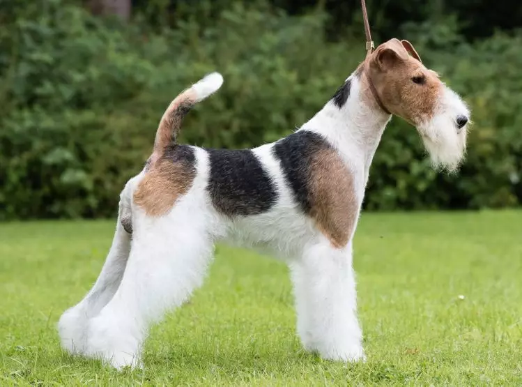 Radian Fox Terrier (33 լուսանկար). Երկար մազերով շների ցեղատեսակի նկարագրությունը, լակոտների կերպարը: Որքան են նրանք ապրում: Վերապատրաստում 23099_12