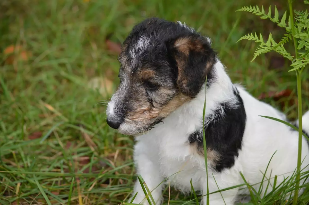 Radian Fox Terrier (33 fotók): A hosszú hajú kutyák fajtájának leírása, a kölykök karaktere. Mennyit élnek? Kiképzés 23099_14