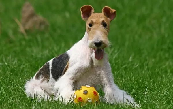 Radian Fox Terrier (33 şəkil): Uzun saçlı itlərin cinsinin təsviri, bala xarakteri. Nə qədər yaşayırlar? Təlim 23099_15