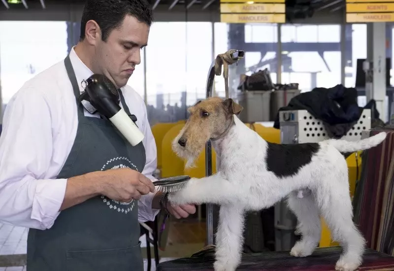 Radian Fox Terrier (33 argazki): ile luzeko txakurren arrazaren deskribapena, txakurkumeen izaera. Zenbat bizi dute? Trebakuntza 23099_16