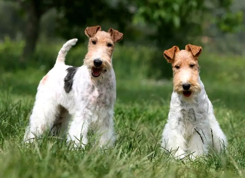 Radian Fox Terrier (33 fotoğraf): Uzun saçlı köpeklerin cinsinin tanımı, yavruların karakteri. Ne kadar yaşıyorlar? Eğitim 23099_19
