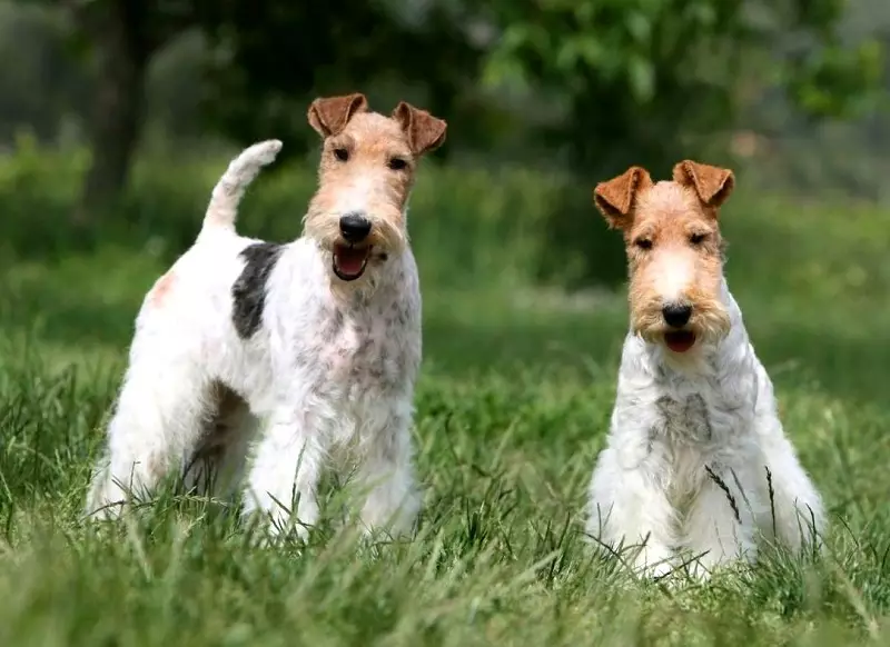 ریڈین فاکس ٹریئر (33 فوٹو): طویل بالوں والی کتوں کی نسل کی وضاحت، puppies کے کردار. وہ کتنے رہتے ہیں؟ تربیت 23099_19