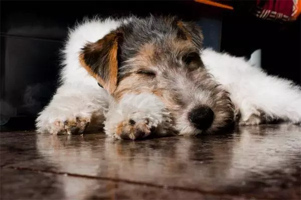 Radian Fox Terrier (33 fotoğraf): Uzun saçlı köpeklerin cinsinin tanımı, yavruların karakteri. Ne kadar yaşıyorlar? Eğitim 23099_2