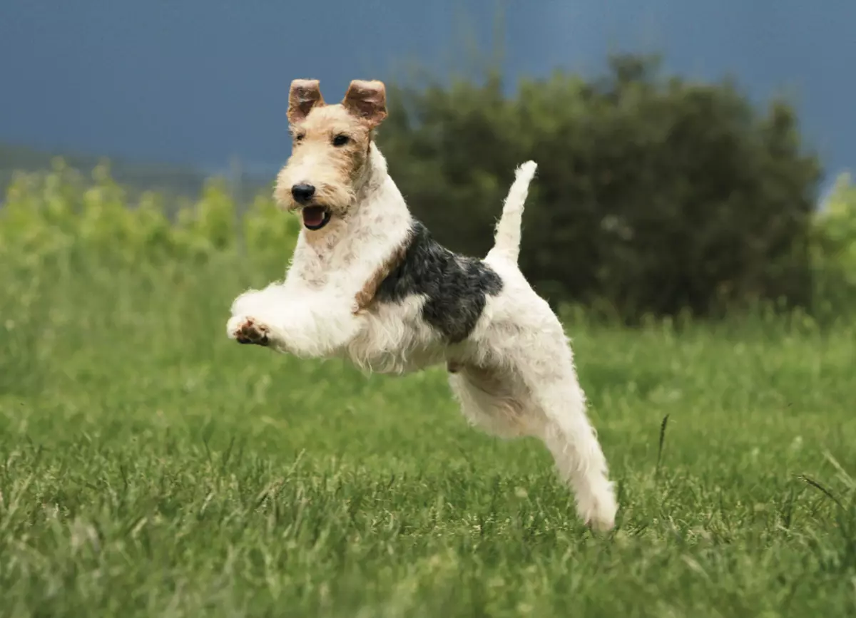 Radian Fox Terrier (33 şəkil): Uzun saçlı itlərin cinsinin təsviri, bala xarakteri. Nə qədər yaşayırlar? Təlim 23099_3