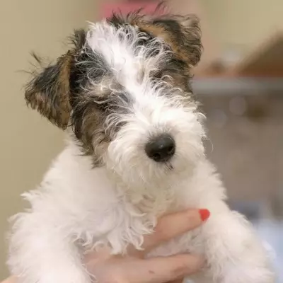 Radian Fox Terrier (33 장의 사진) : 긴 머리 개 품종, 강아지의 성격에 대한 설명. 그들이 얼마나 살고 있습니까? 훈련 23099_30