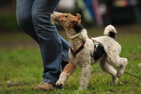 ریڈین فاکس ٹریئر (33 فوٹو): طویل بالوں والی کتوں کی نسل کی وضاحت، puppies کے کردار. وہ کتنے رہتے ہیں؟ تربیت 23099_32