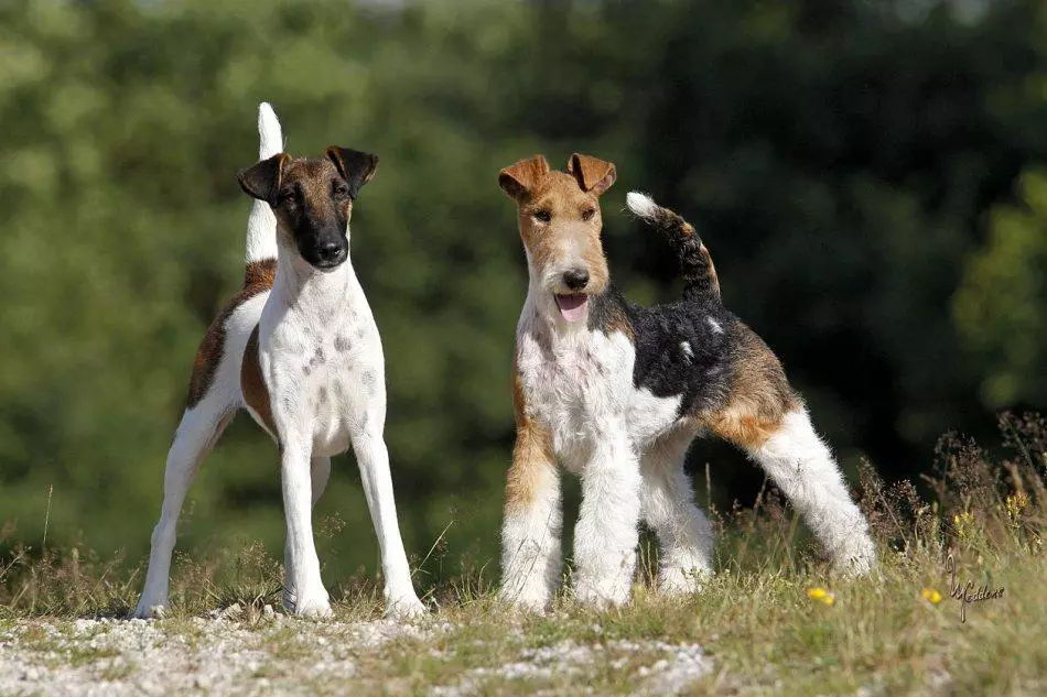 ریڈین فاکس ٹریئر (33 فوٹو): طویل بالوں والی کتوں کی نسل کی وضاحت، puppies کے کردار. وہ کتنے رہتے ہیں؟ تربیت 23099_5