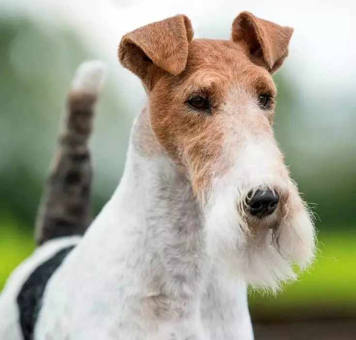 Radian Fox Terrier (33 fotók): A hosszú hajú kutyák fajtájának leírása, a kölykök karaktere. Mennyit élnek? Kiképzés 23099_6