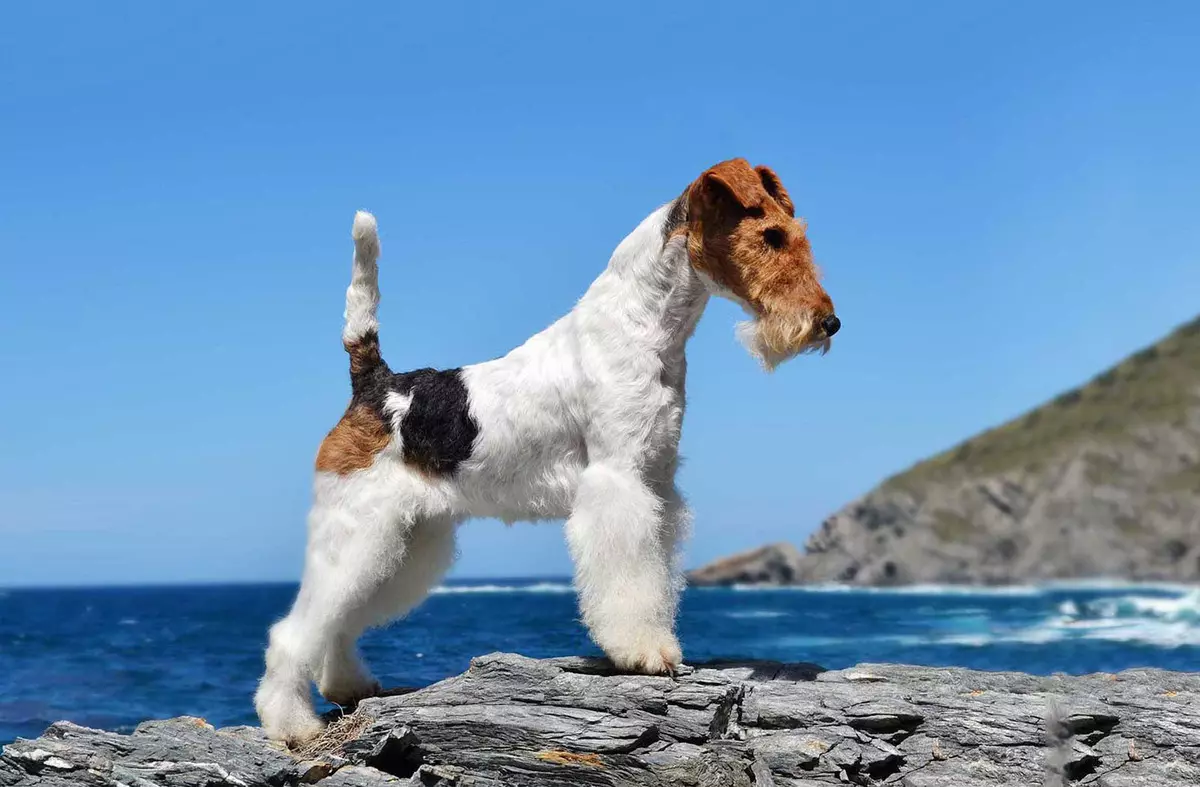 Радиан Фокс Териер (33 снимки): Описание на породата на дълги коси кучета, характер на кученцата. Колко живеят? Обучение 23099_8