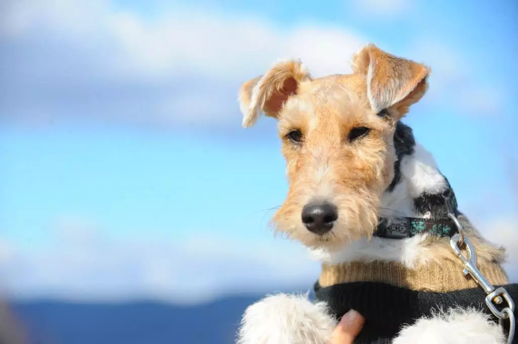 Radian Fox Terrier (33 fotók): A hosszú hajú kutyák fajtájának leírása, a kölykök karaktere. Mennyit élnek? Kiképzés 23099_9