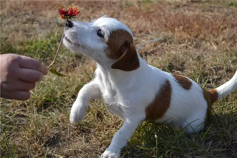 Jack Russell Terrier Broken (22 장의 사진) : 양모 가벼운 부러진 유형의 특징, 개 내용 23101_10