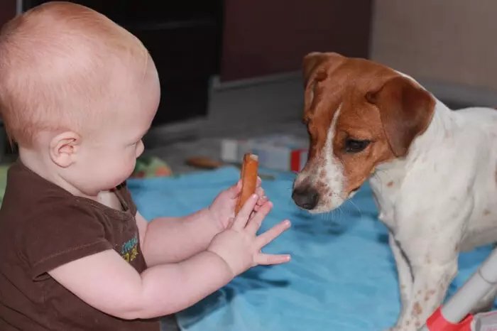 Jack Russell Terrier Broken (22 ფოტო): თვისებები ტიპის ბამბა სინათლის გატეხილი, ძაღლი შინაარსი 23101_12