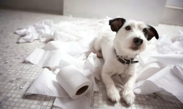 Jack Russell Terrier tapaka (sary 22): Ny endri-javatra amin'ny karazana volon'ondry tapaka, ny votoatin'ny alika 23101_15